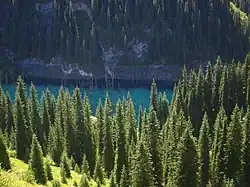 Лес из тянь-шаньских елей и елей Шренка