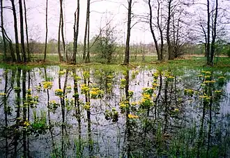 «Ичнянский»