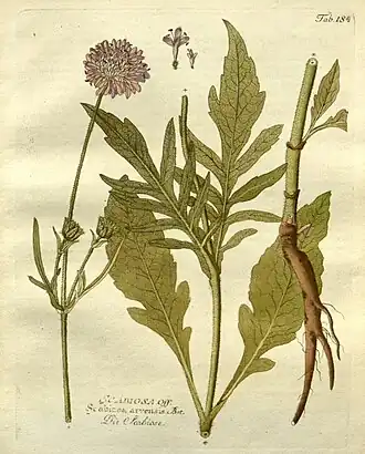 Короставник полевой