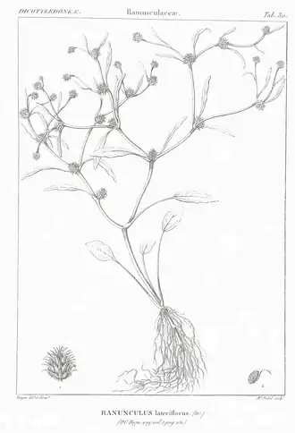 Ботаническая иллюстрация Ф. Тюрпена (1820)