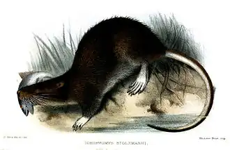 Хомяк Штольцмана