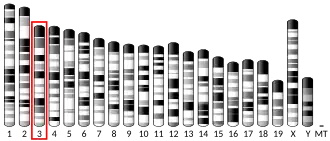 3-я хромосома мыши