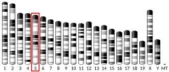 5-я хромосома мыши