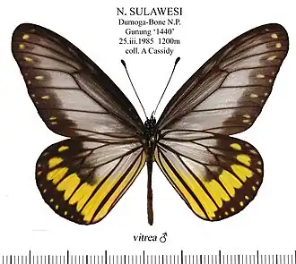 Самец Ideopsis vitrea