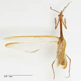 Idolomorpha lateralis