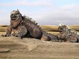 Морские игуаны