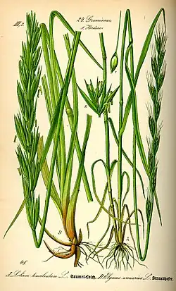 Плевел опьяняющий