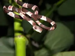 Тончайшая ремневидная змея