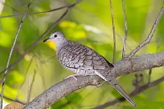 Инкская горлица