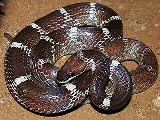 Домовый волкозуб