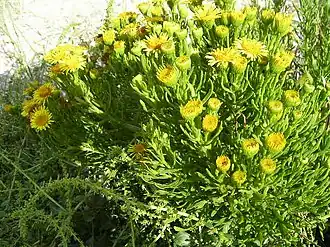 Девясил критмовидный