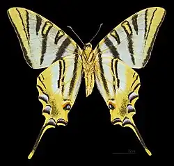 Самка нижняя сторона