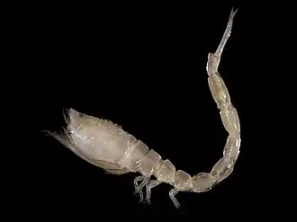 Кумовый рачок Iphinoe trispinosa