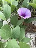 Двулопастные листья Ипомеи двулопастной (Ipomoea pes-caprae)