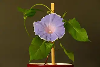 Ipomoea nil 'Gorlitsa'