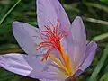 Crocus ligusticuss