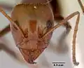 Iridomyrmex galbanus