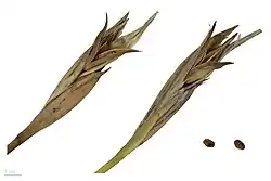 Семенные капсулы и семена