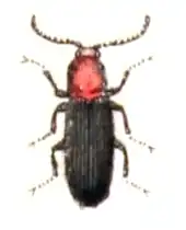 Ischnodes sanguinicollis