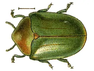 Ischyronota elevata