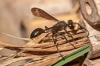 Закрытие гнезда