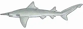 Остроносая акула