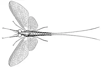 Имаго Isonychia sicca, самка
