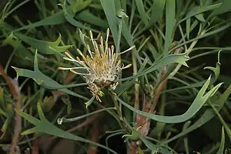 I. tridens в Австралийском национальном ботаническом саду (Канберра)