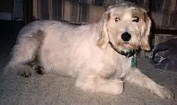 Истарский грубошерстный гонич