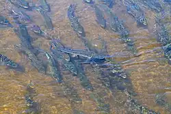 Нерест в одной из рек