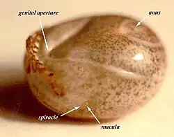 Насытившаяся самка: видно дыхальце, а также генитальные и анальные бороздки