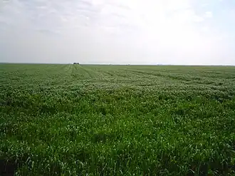 Поле пшеницы близ села