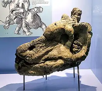 Череп A. magnificus (SAM-PK-11296) в Южноафриканском изико-музее, Кейптаун, ЮАР