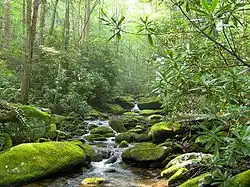 Грейт-Смоки-Маунтинс (национальный парк)2 февраля 2012