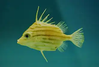 Parahollardia lineata