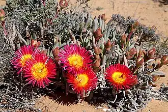 Jordaaniella spongiosa