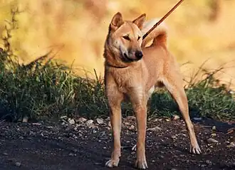 Дзёмон-сиба