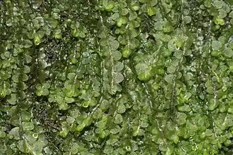 Jungermannia atrovirens