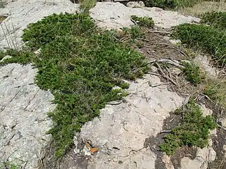 Можжевельник распростёртый в естественной среде