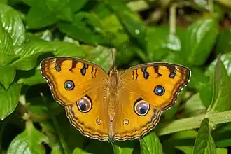 Junonia almanaNymphalinae