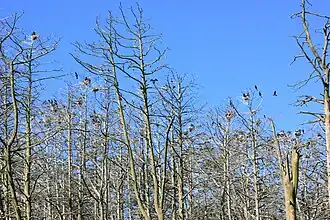 Мертвый лес