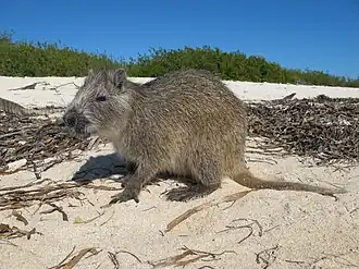 Кубинская хутия (Capromys pilorides)