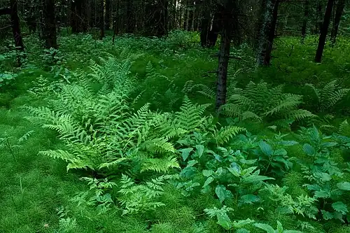 Лес в Кырвемаа