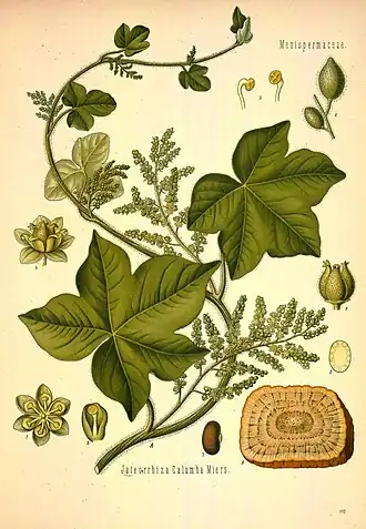 Ботаническая иллюстрация из книги Köhler’s Medizinal-Pflanzen, 1887