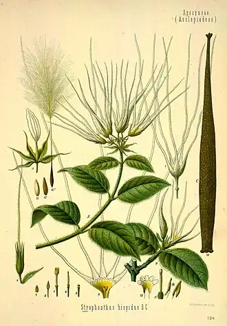 Strophanthus hispidus