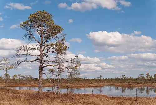 Болото Какердая весной