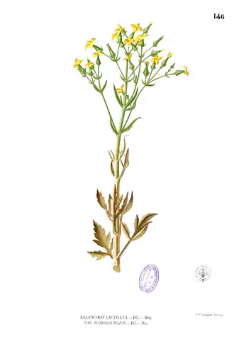 Типовой вид рода — Kalanchoe laciniata. Ботаническая иллюстрация из книги Франсиско Мануэля Бланко Flora de Filipinas, 1880—1883