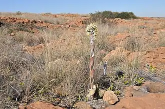 Растение в своей естественной среде обитания