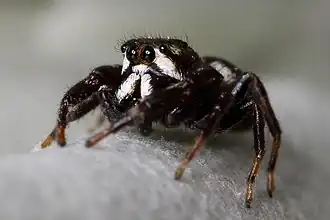 Metaphidippus