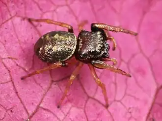 Zygoballus sexpunctatus